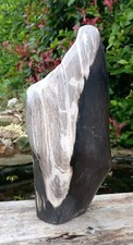 Large Petrified Fossil Wood