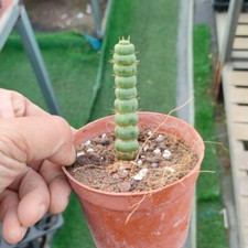 10CM Succulent Cactus Plant
