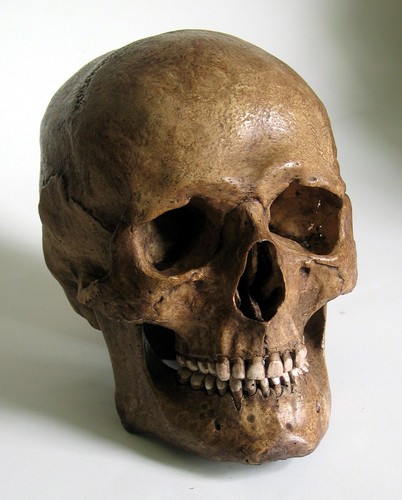 Human skull replica - human,