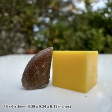 Majungasaurus dinosaur tooth fossil (grade c) - cretaceous, madagascar - 100%