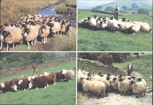 Sheep breeds north - sheep,