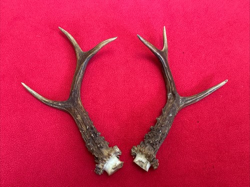 Pair roe deer - of,