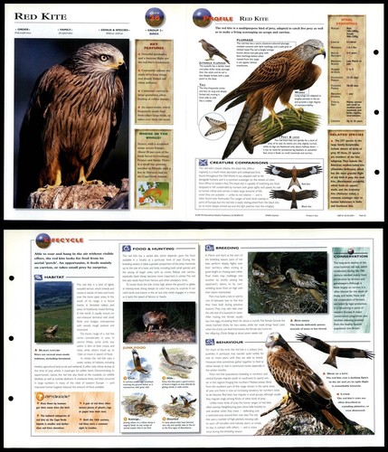 Red kite birds wildlife - red,