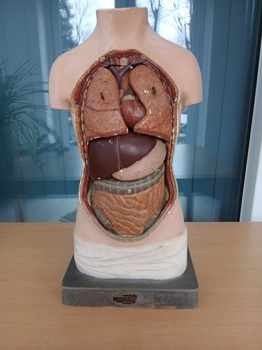 Antique anatomical torso - antique,