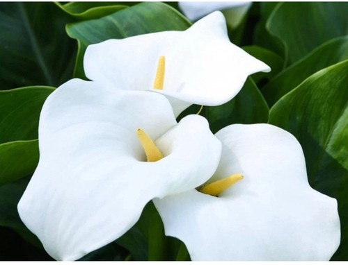 Three mini zantedeschia - three,
