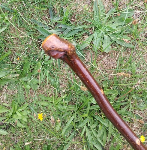 Vintage wooden root high - root, shine