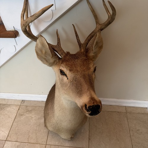 Beautiful deer head - deer, shoulder