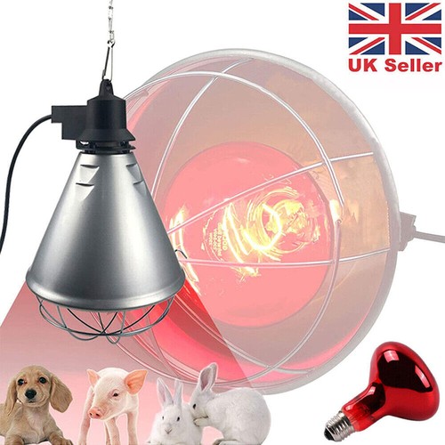 Infrared heat lamp poultry - lamp,