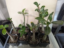 Adenium Obesum/Desert