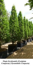 Seed Thuja FASTIGIATA Column Pyramidal Conic COMPACTA Cedar GROW 2 FEET YEAR +