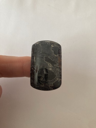 Petrified palm wood - wood, cabachon