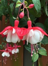 Fuschia - (Sir Matt Busby)