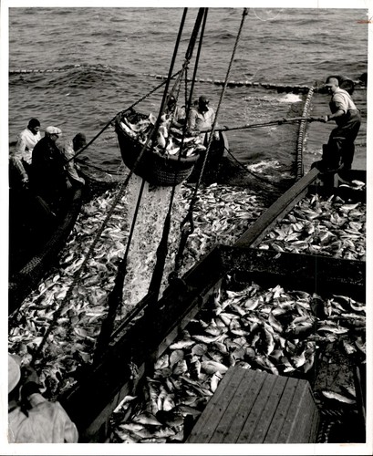 Ld325 1950 original acme photo - ld325,