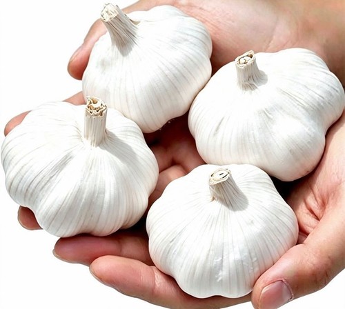 Whole solent wight garlic - 4x,