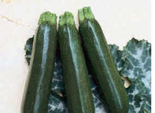Courgette mini plug - courgette,