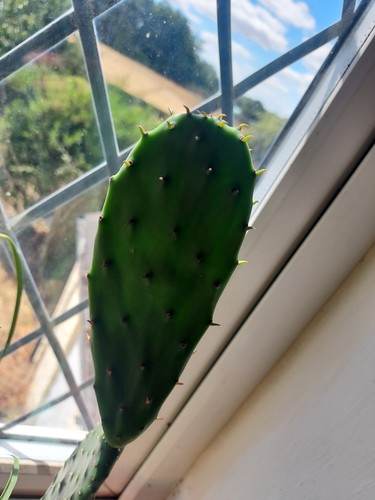 Opuntia cactus prickly - cactus, pear