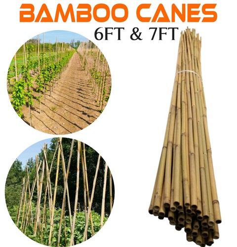 Bamboo canes gardens plants - bamboo,