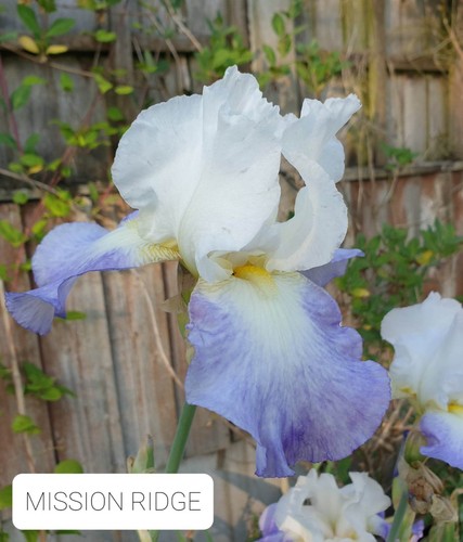Iris germanica mission - germanica,