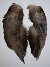 Complete set of Bronze Mallard Feathers from a Single Duck (66)