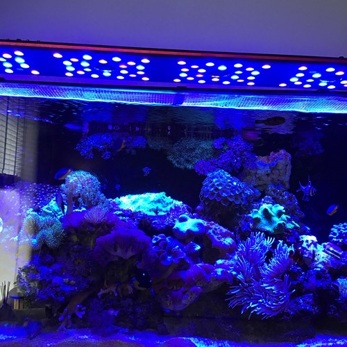Evergrow it5012 marine - evergrow,