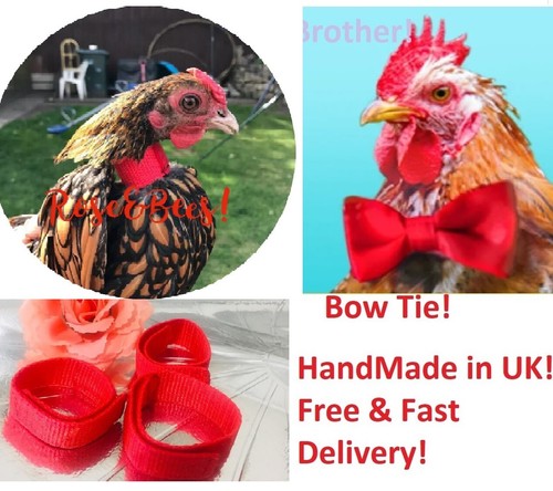 Cockerel rooster quiet crow - no,