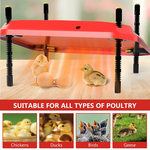 Adjustable chick brooder - chick,