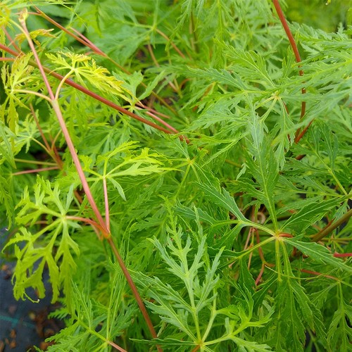 Japanese maple tree emerald - maple, tree,