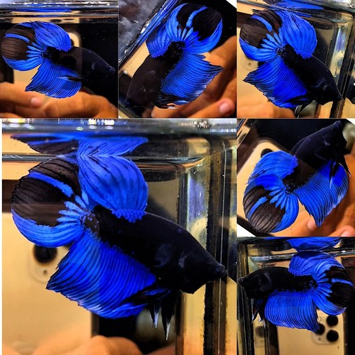 Live betta fish veil tail - betta,