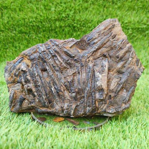 Large belemnite battlefield - large, battlefield/