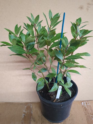 Bay tree plant laurus - bay,