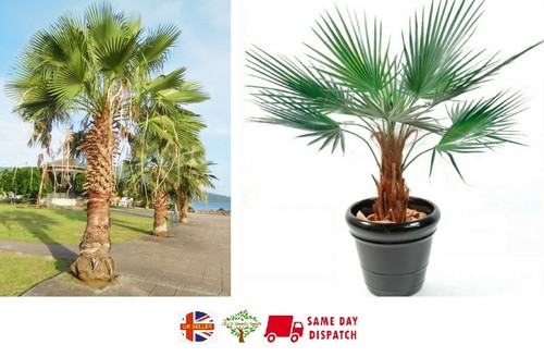 Washingtonia robusta mexican - washingtonia, |