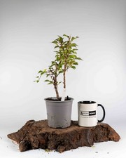 Kojo-no-mai Cherry Bonsai