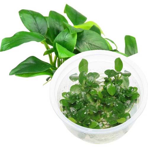 Ada anubias barteri var nana - barteri,