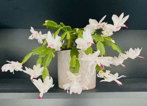 White christmas cactus - christmas, rooted