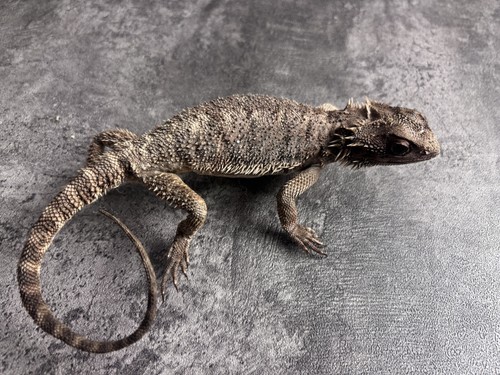 Pogona vitticeps pine lizard - pogona,