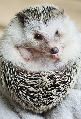 Hedgehog - hedgehog,