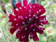 Superb Dark Red Knautia (Scabious) (30+ seeds). Hardy Perennial.