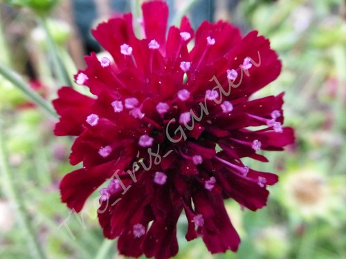Superb dark red knautia - red,