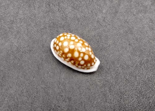 Large sieve cowrie seashell - sieve,