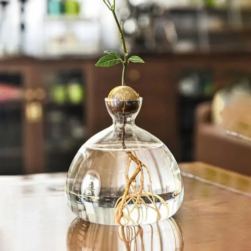 Acorn vase seed holder jar - vase,