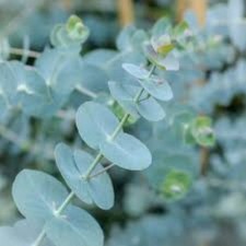 Caterpillar/Stick/Leaf insect food -  Eucalyptus cuttings, no contaminants