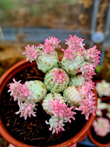Euphorbia mammillaris pink - euphorbia,