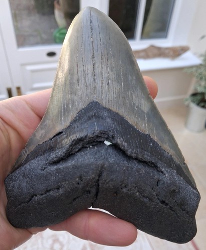 Large megalodon tooth - tooth,
