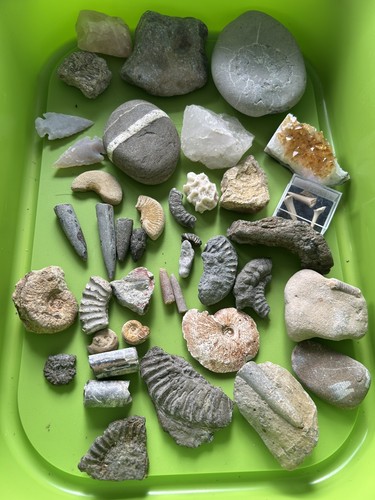Fossil rock collection - fossil,
