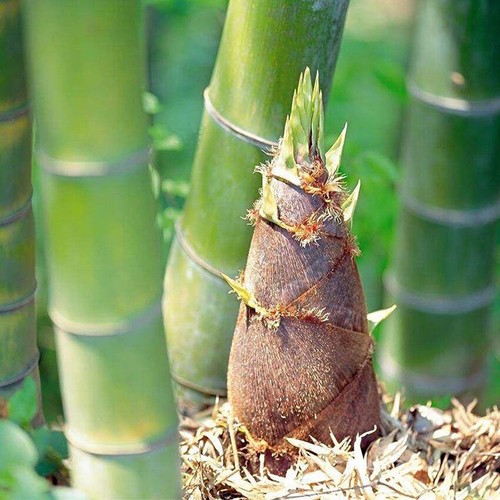 Giant moso bamboo seeds - 50+giant,