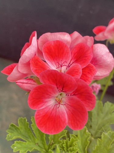 Unique pelargonium geranium - unique,