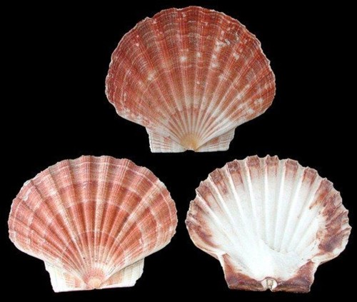 Irish flat scallop - flat, 3