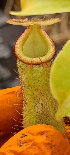 Nepenthes robcantleyi - nepenthes, x