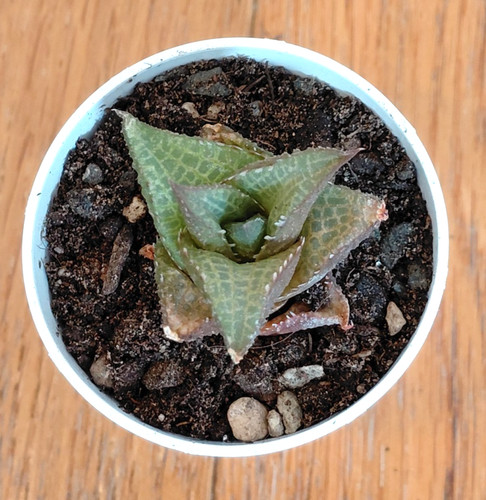 Haworthia tessellata var