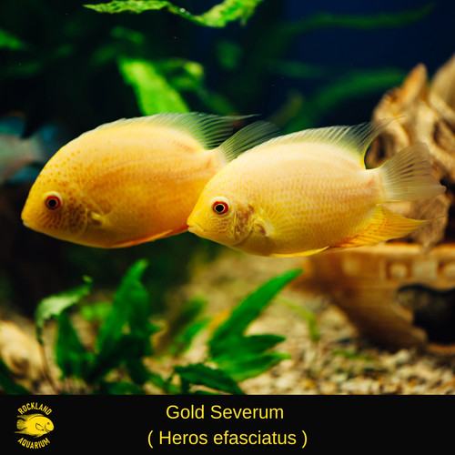 Gold severum cichlid heros - gold,